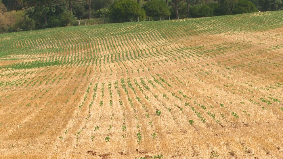 SOS Estiagem começa a ser pago para segundo grupo de agricultores do RS nesta quarta